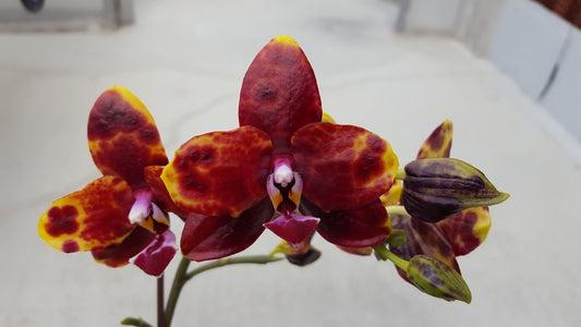 TOP Mericlone - Phalaenopsis Allura 'Voodoo' (Fragrant Novelty)