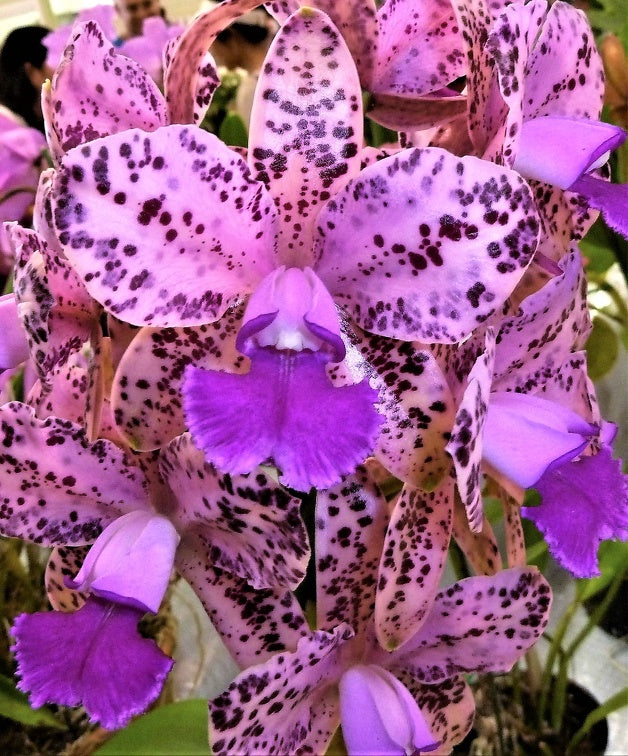Orchid Flask (Spotted Cattleya-  (C. Jungle Queen X C. Caudebec)