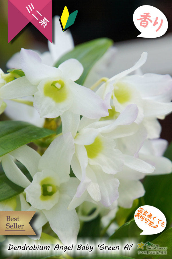 Dendrobium Angel Baby ‘Green Ai’ Nobile Type Bloom size Small grower Fragrant