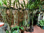 Vanda Roberts Delight Blue