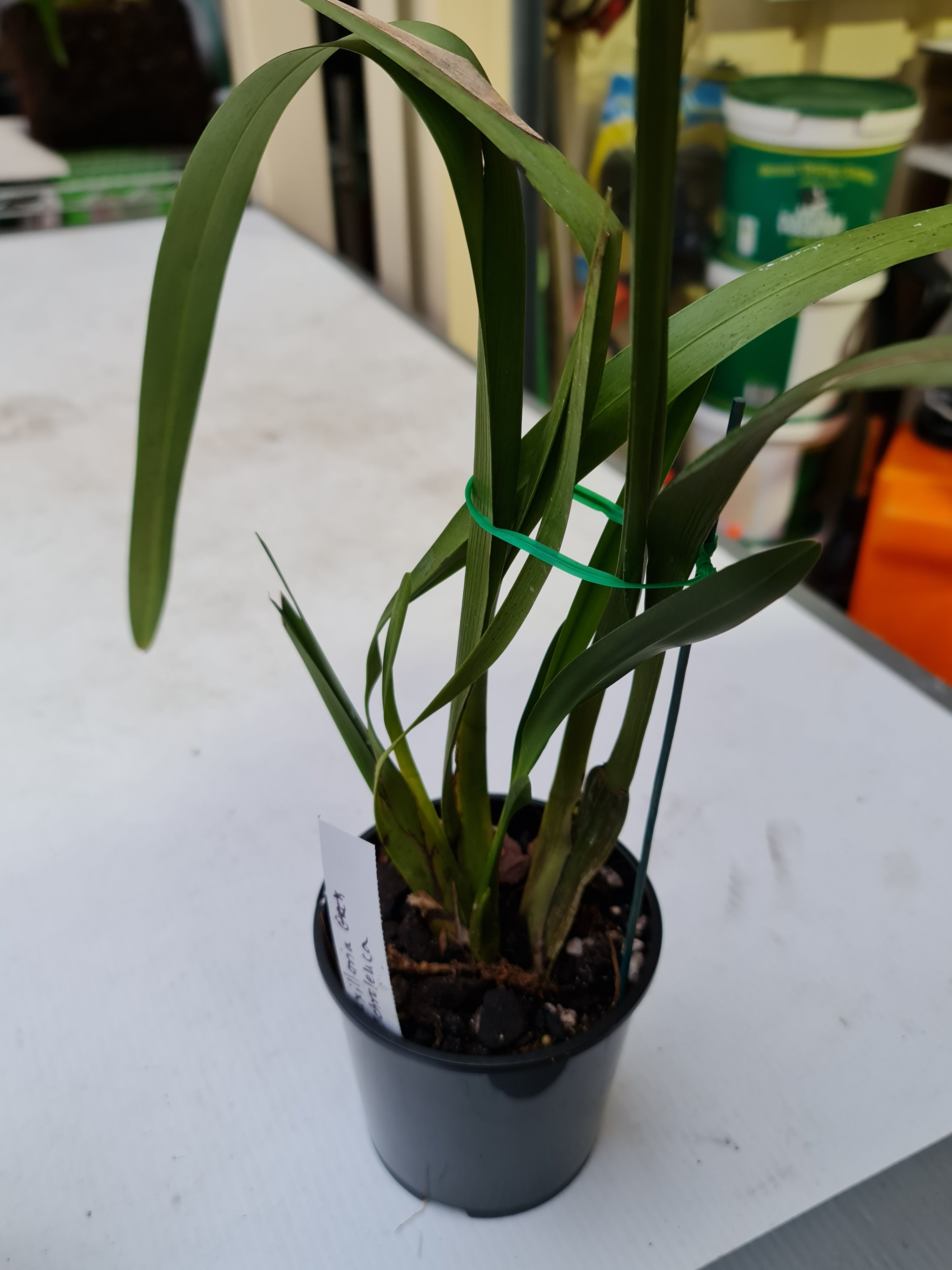 Species From Brazil ( Maxillaria Ochroleuca)