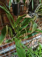 Liparis Compressa