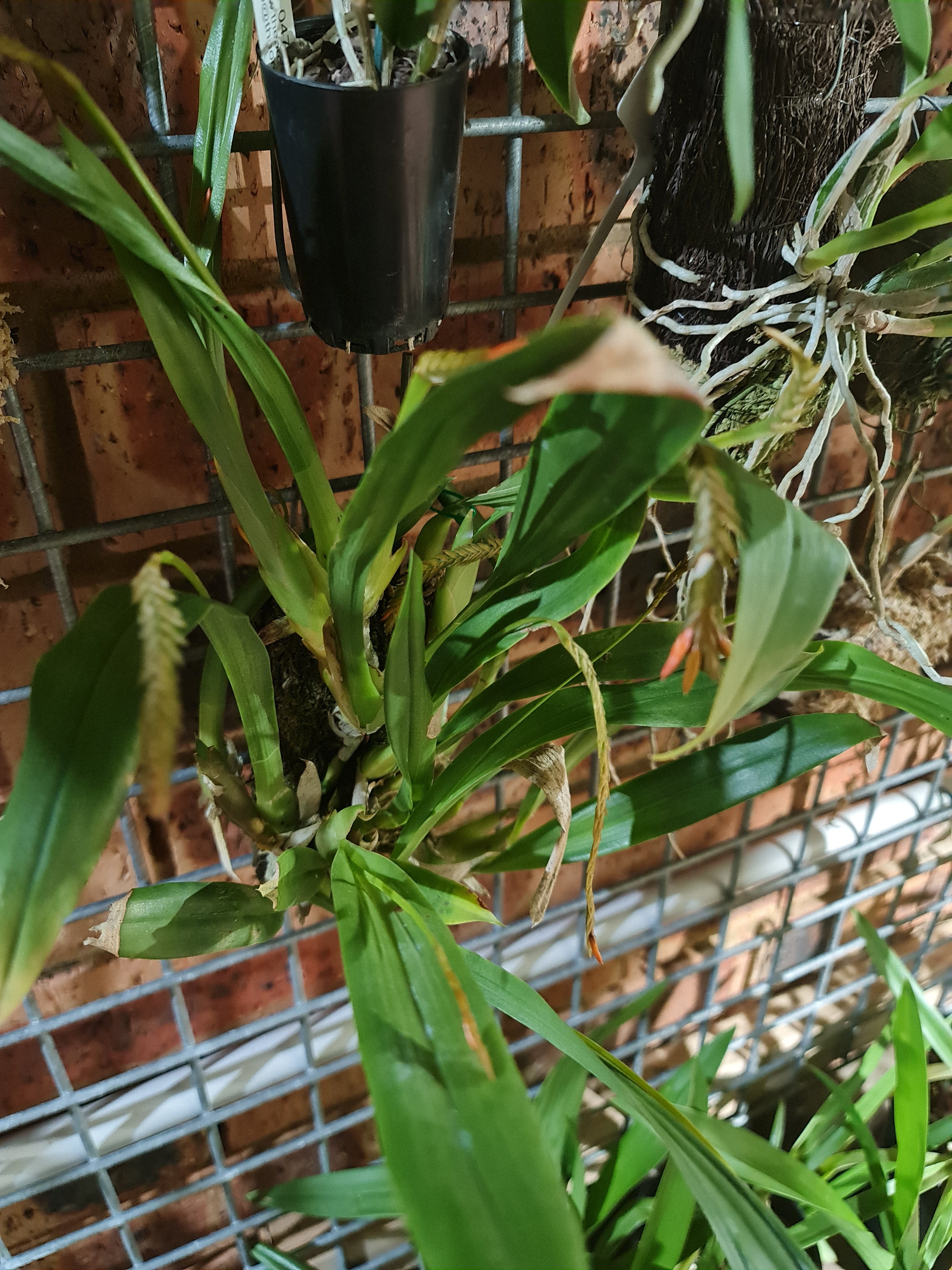 Liparis Compressa