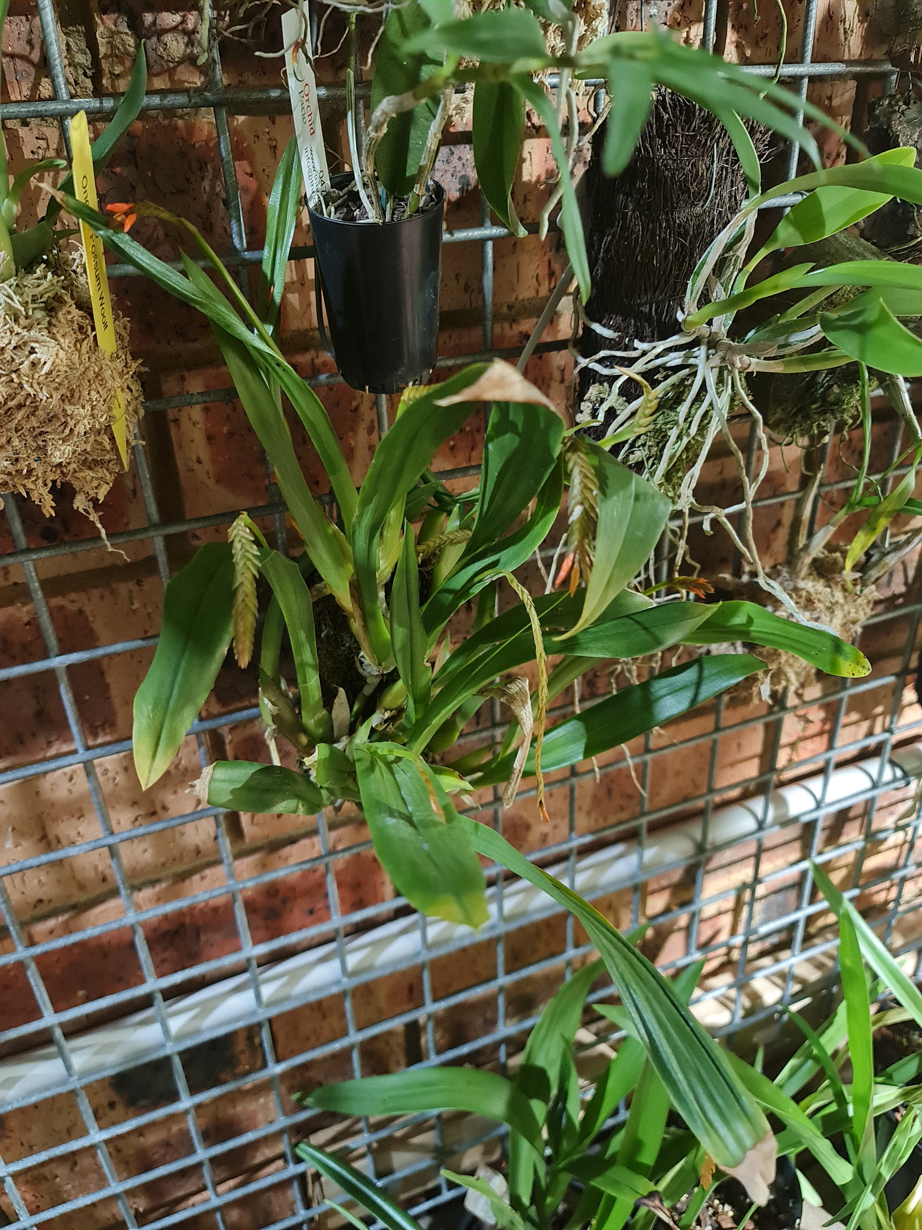 Liparis Compressa