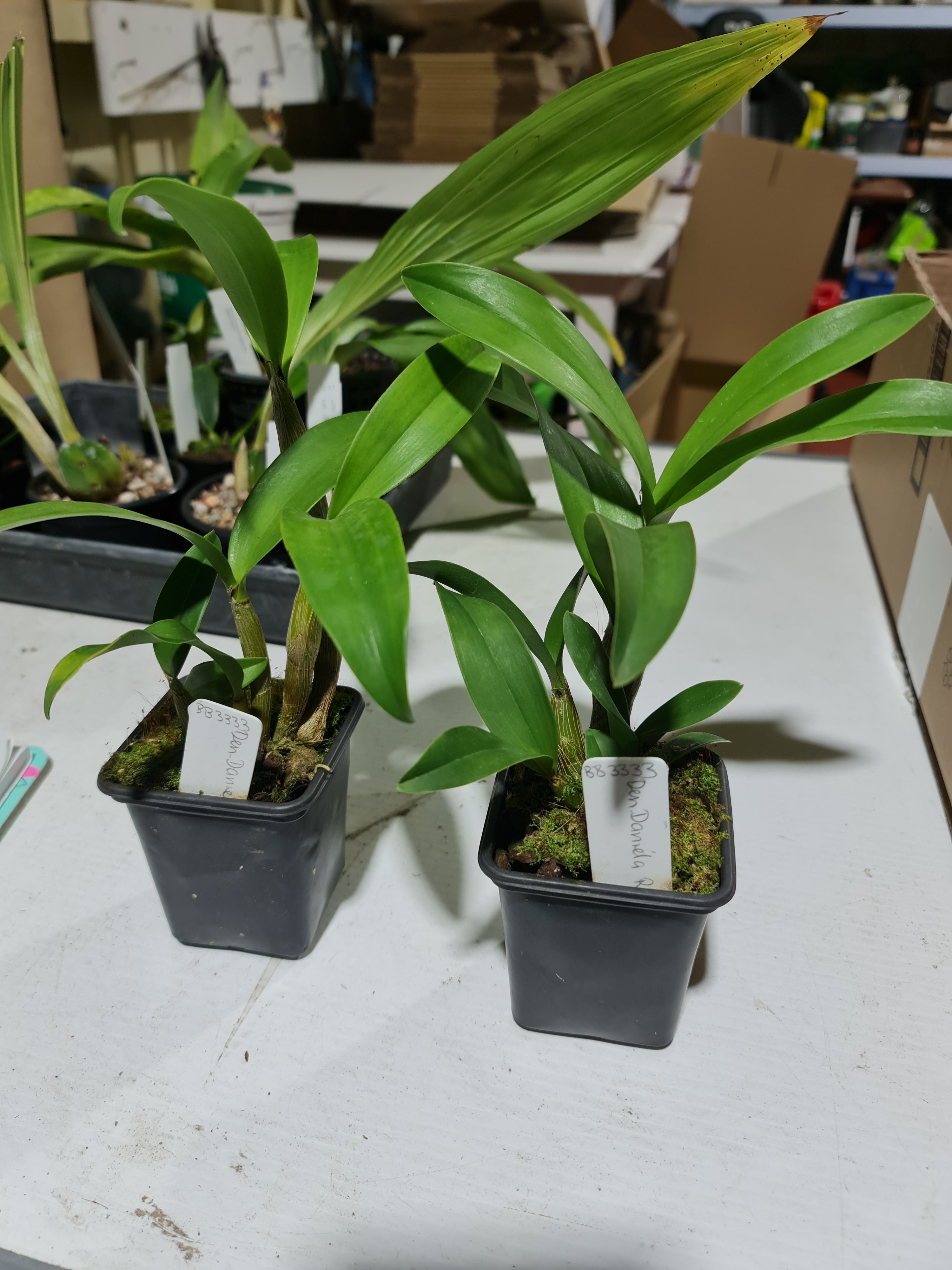 Dendrobium  Daniela Ruah Secondary image