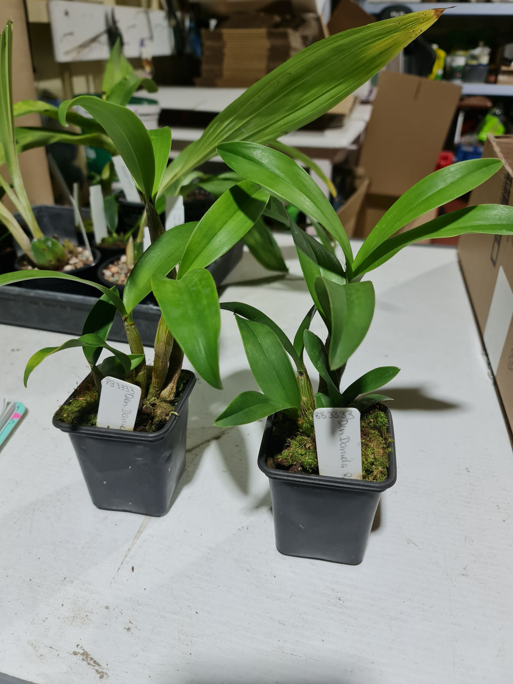 Dendrobium  Daniela Ruah