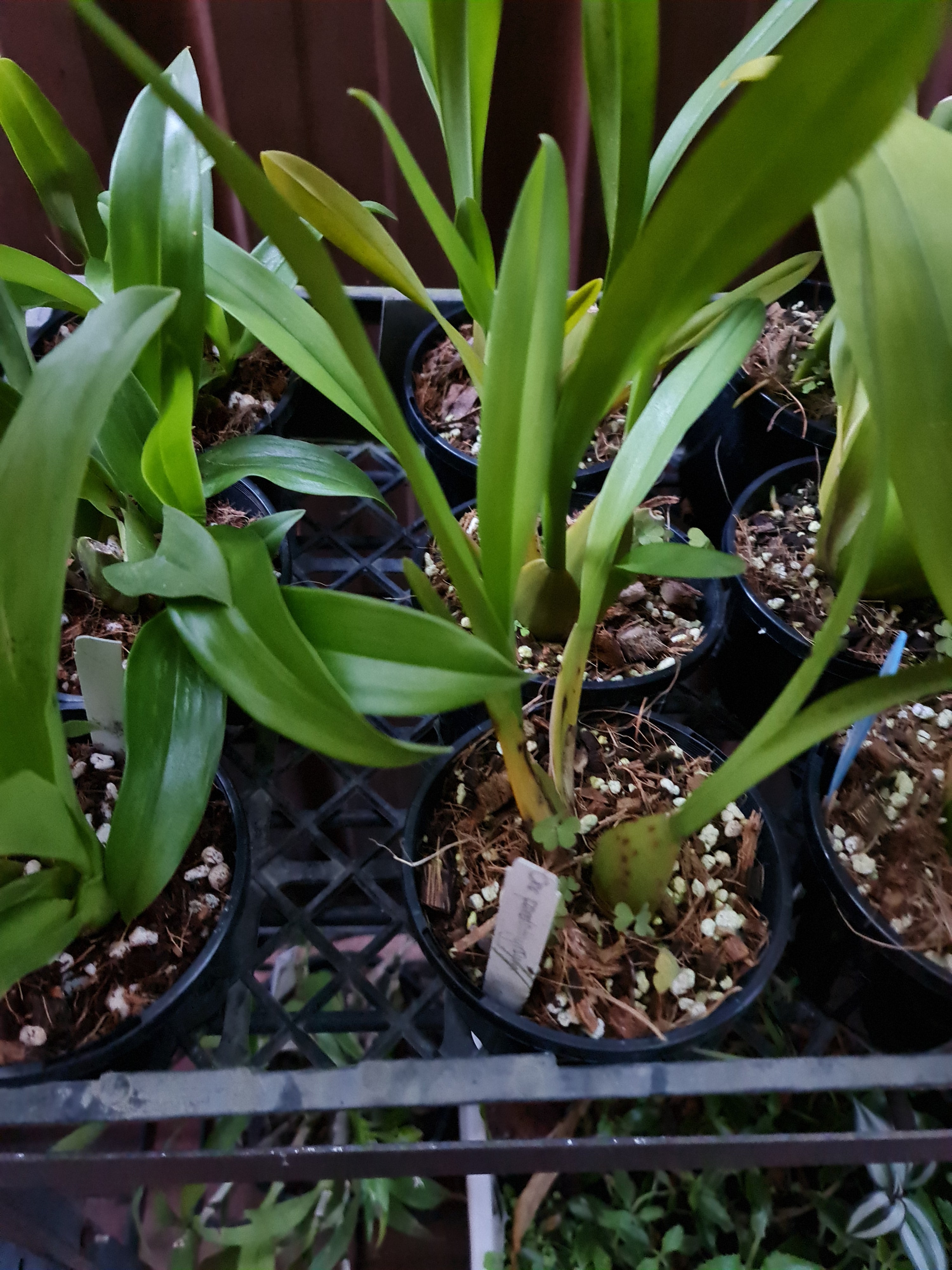Oncidium Pardothyrsus Species From Peru Secondary image