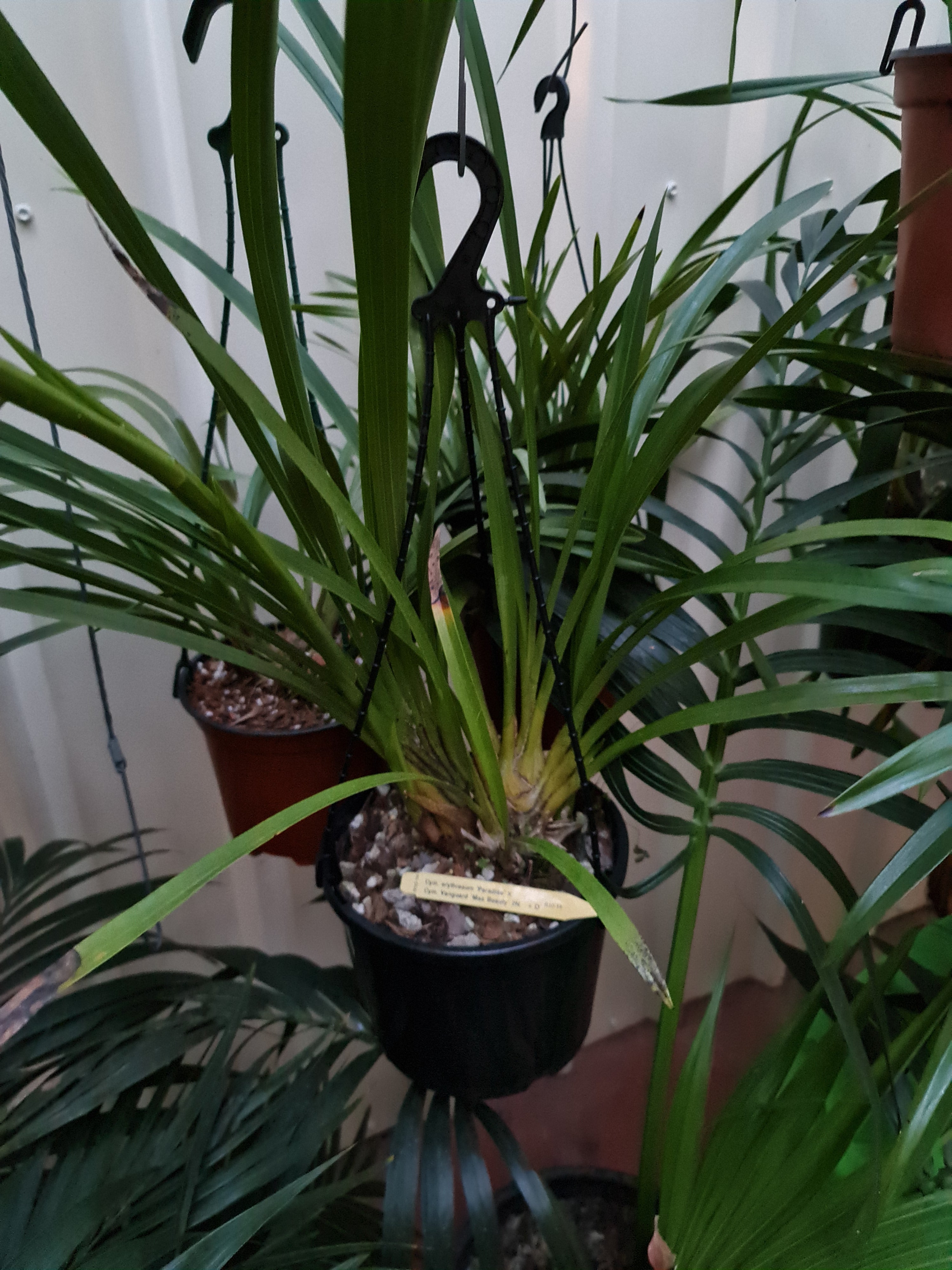 Cymbidium Erythraeum Paradise X Cym. Vanguard 'Mas Beauty' 2N +O