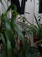 Cymbidium Erythraeum Paradise X Cym. Vanguard 'Mas Beauty' 2N +O