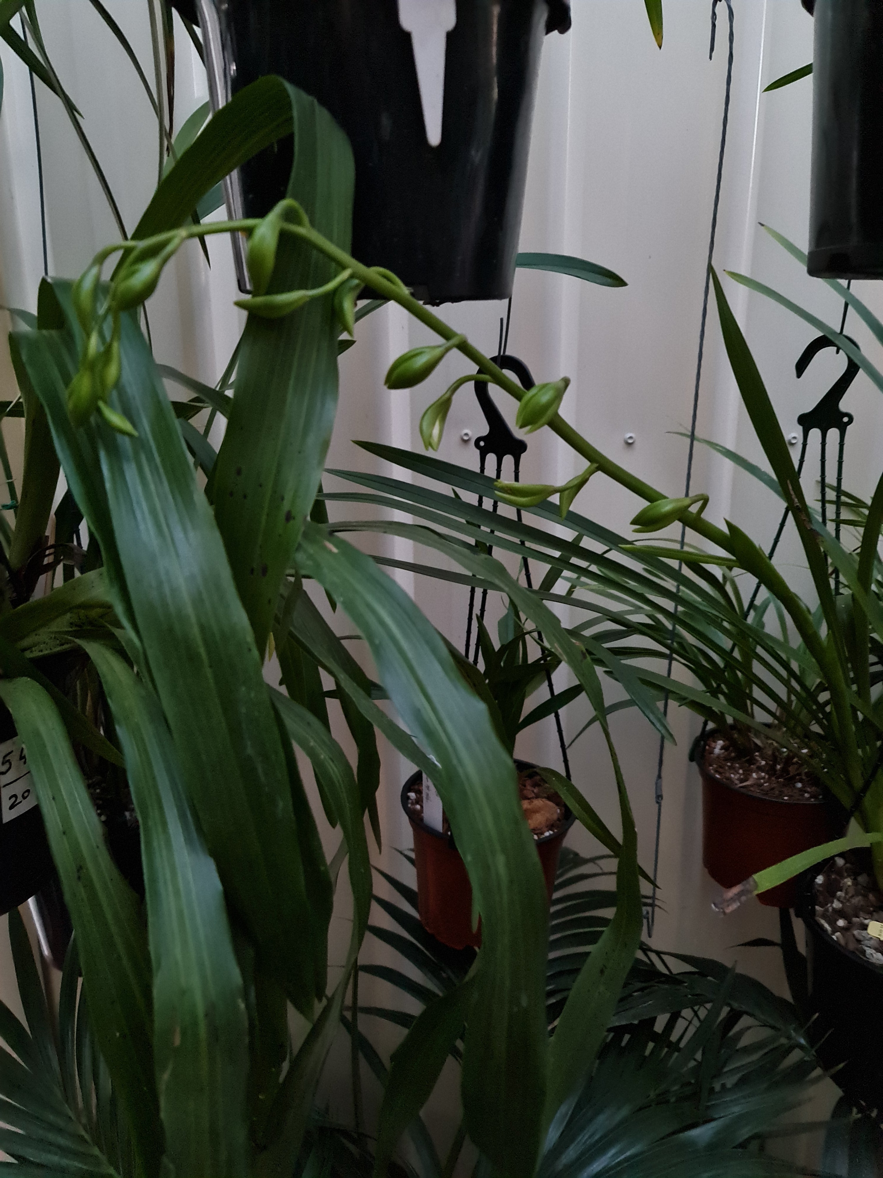 Cymbidium Erythraeum Paradise X Cym. Vanguard 'Mas Beauty' 2N +O