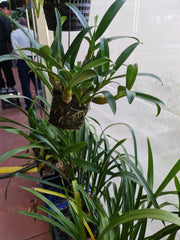 (Fragrant Species From India) Dendrobium Chrysotoxum