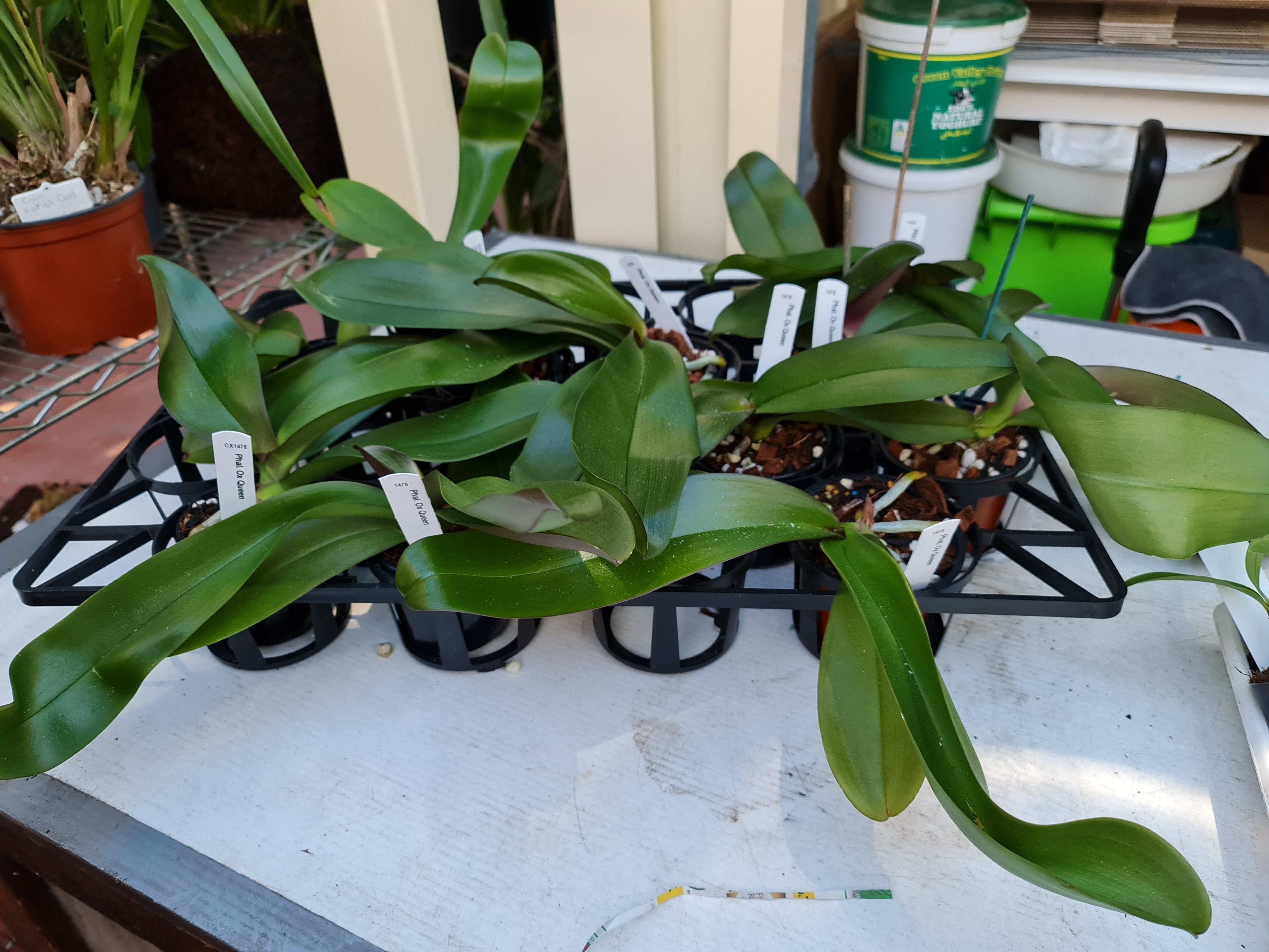 Phalenopsis Ox Queen Dark Secondary image