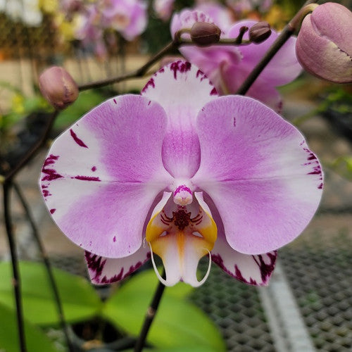 Phalaenopsis Art Nouveau (Healthy Mericlone) Main image