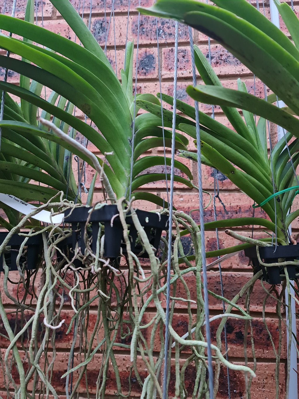 Vanda Two Tone Pairat
