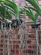 Vanda Two Tone Pairat