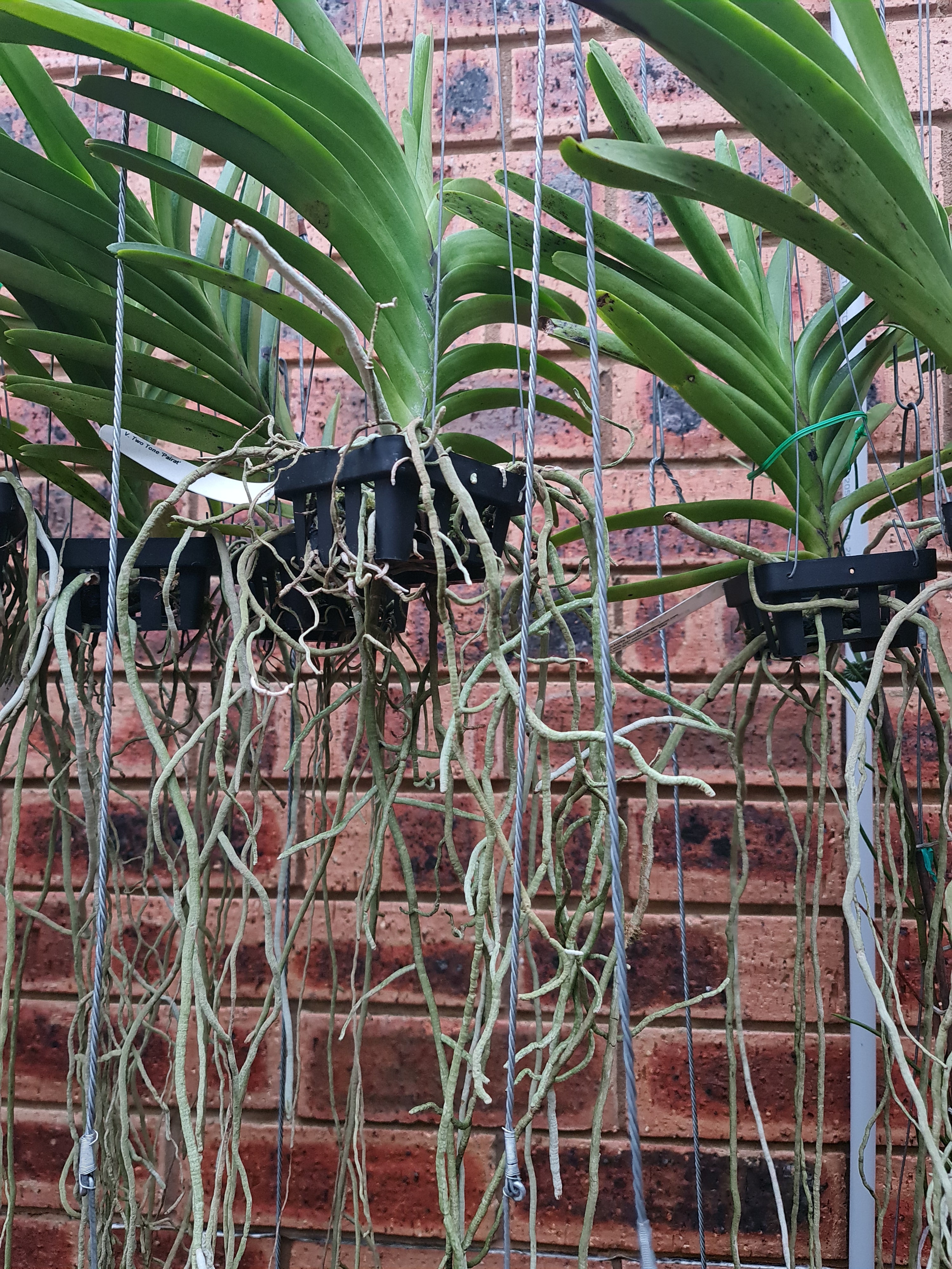 Vanda Two Tone Pairat