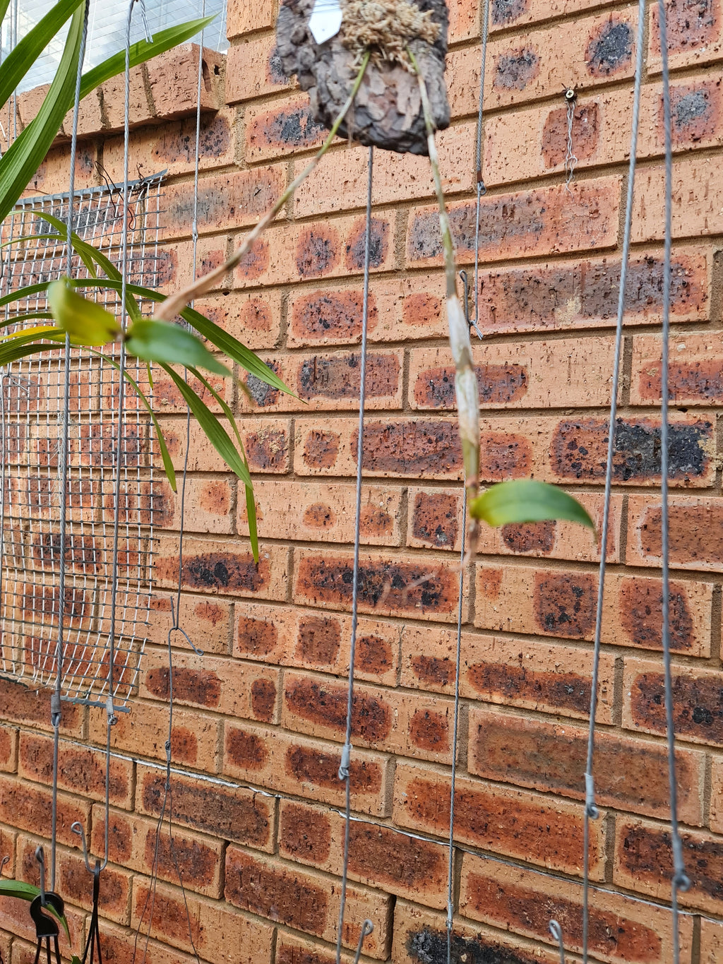 Fragrant Species Dendrobium Tetragonum  'River Run'