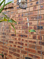 Fragrant Species Dendrobium Tetragonum  'River Run'