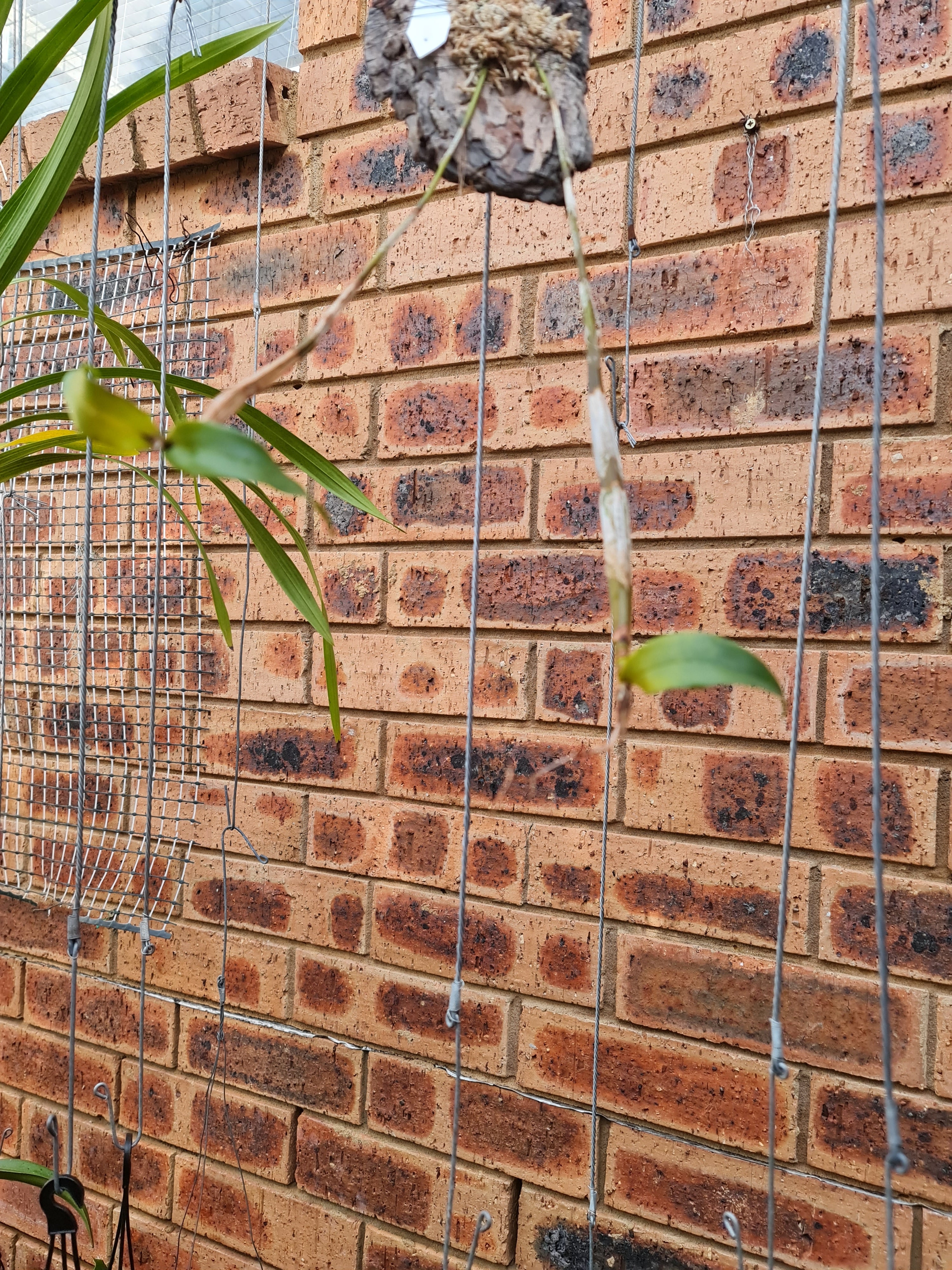 Fragrant Species Dendrobium Tetragonum  'River Run'