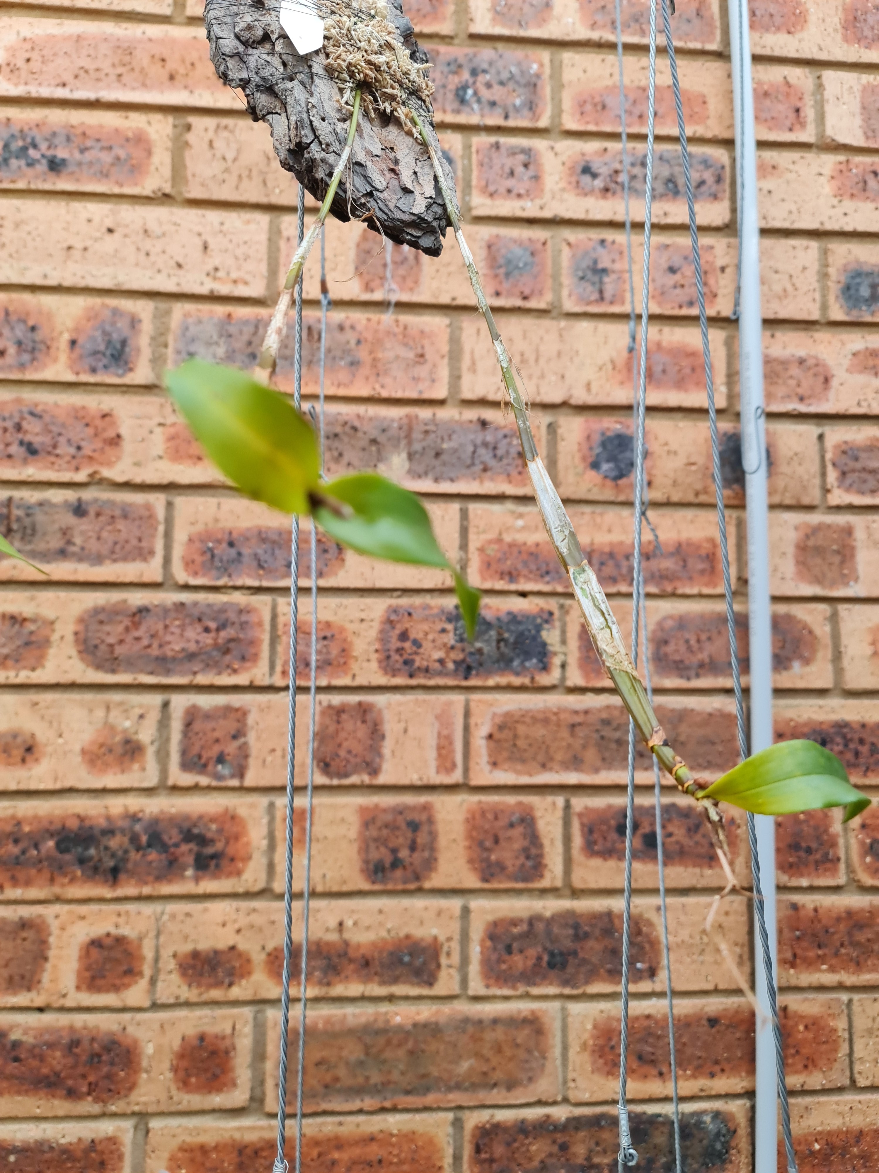 Fragrant Species Dendrobium Tetragonum  'River Run' Secondary image