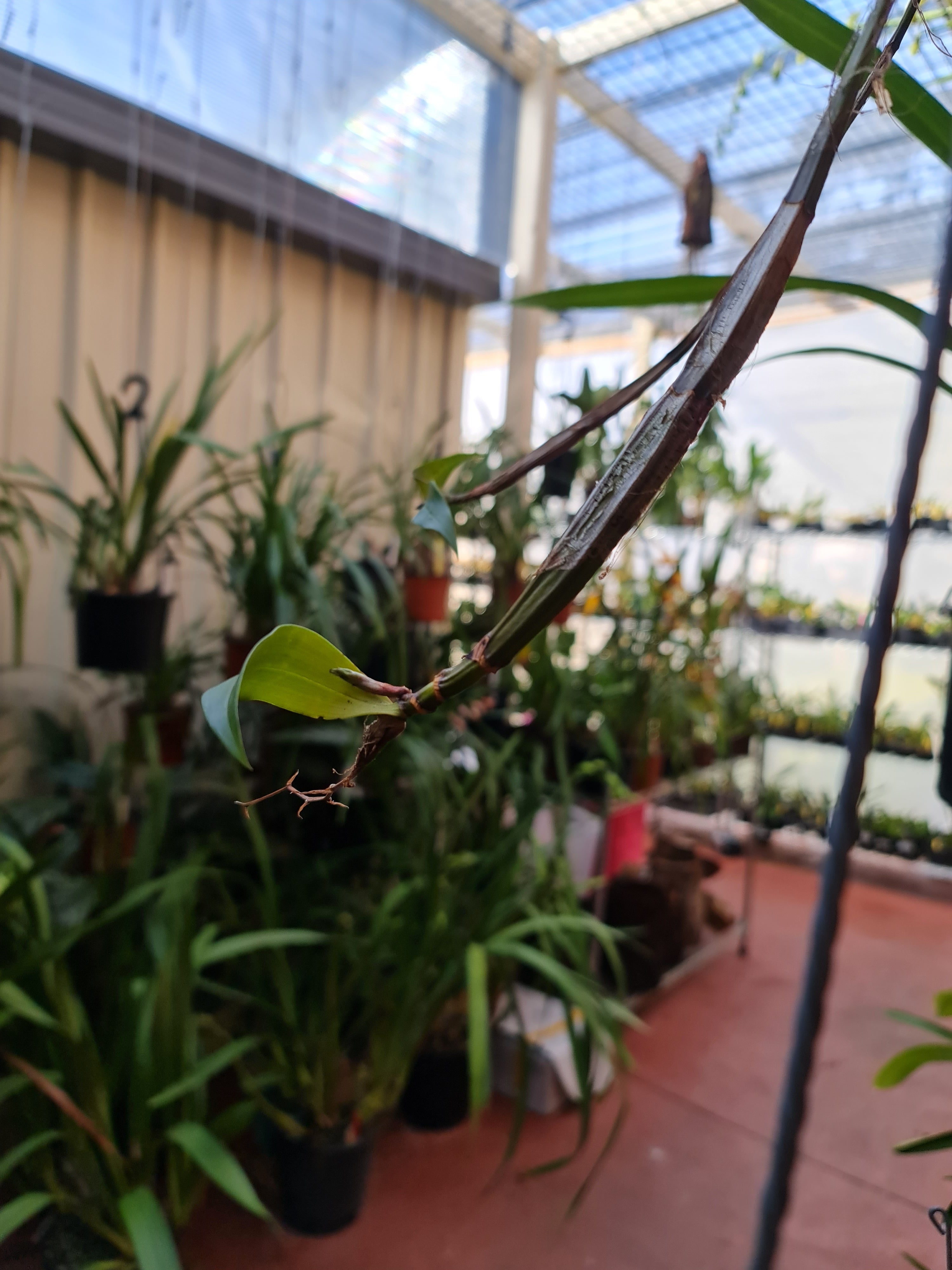 Fragrant Species Dendrobium Tetragonum  'River Run'