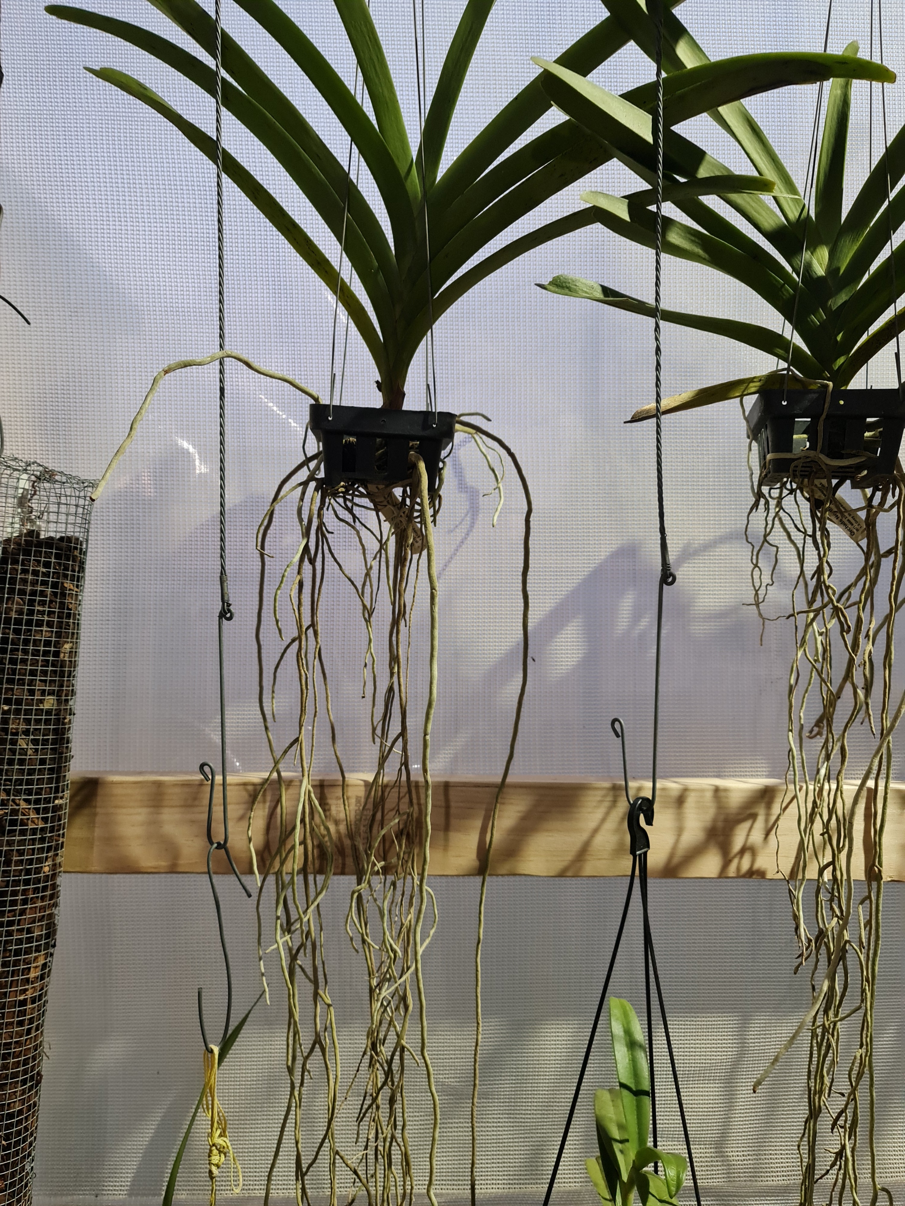 Vanda Sanderiana X Thananchai X Somsri Gold