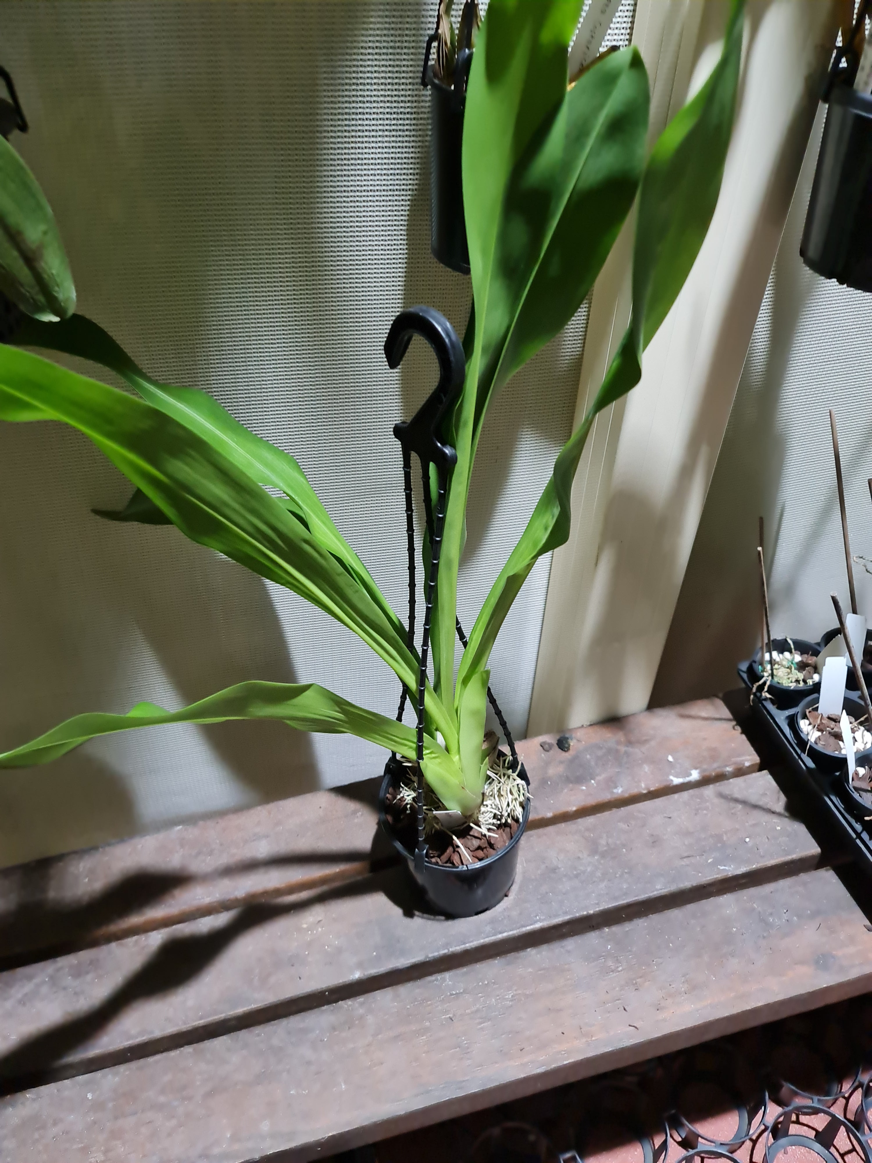 Fragrant Grammatophyllum Tiger Paw Secondary image