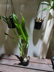 Fragrant Grammatophyllum Tiger Paw