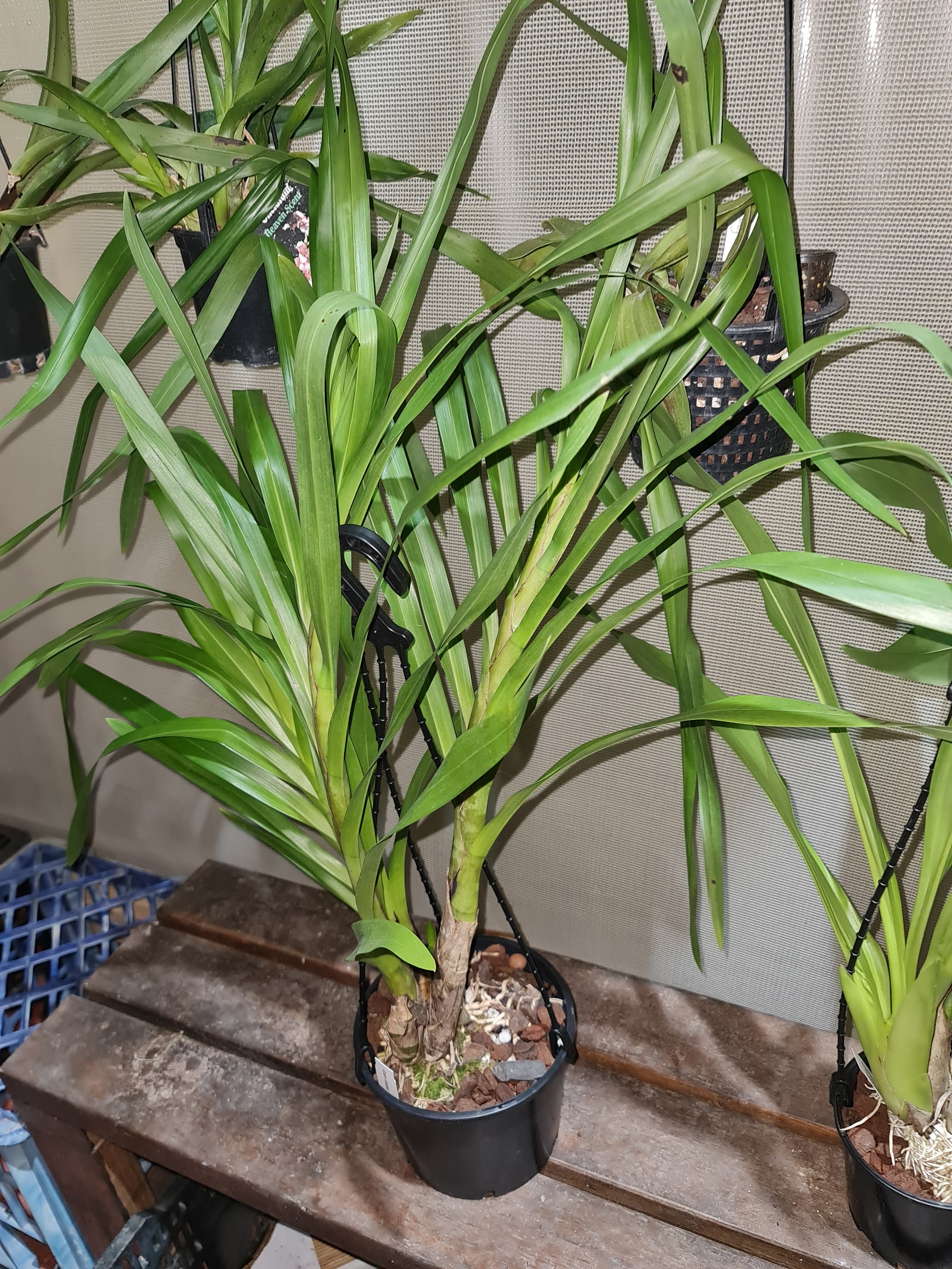 Grammatophyllum Wallisii (Rare Species) Secondary image