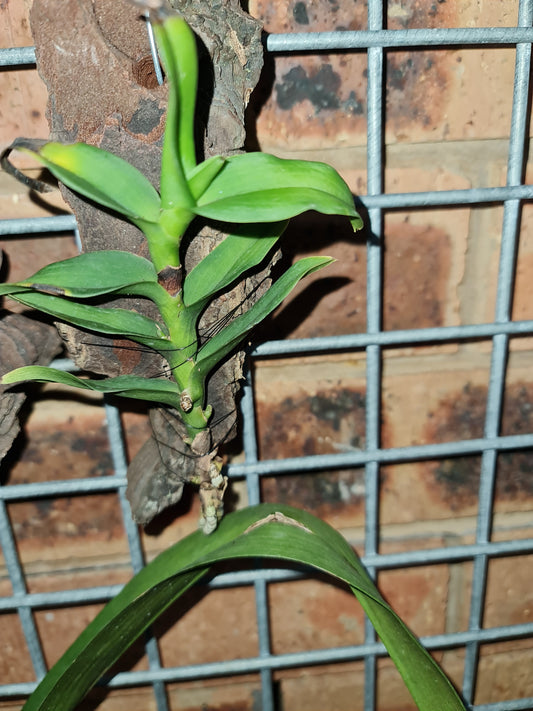 Diplopanda Lollygobble Blissbomb= (Diploprora Championii X Vanda Cristata)