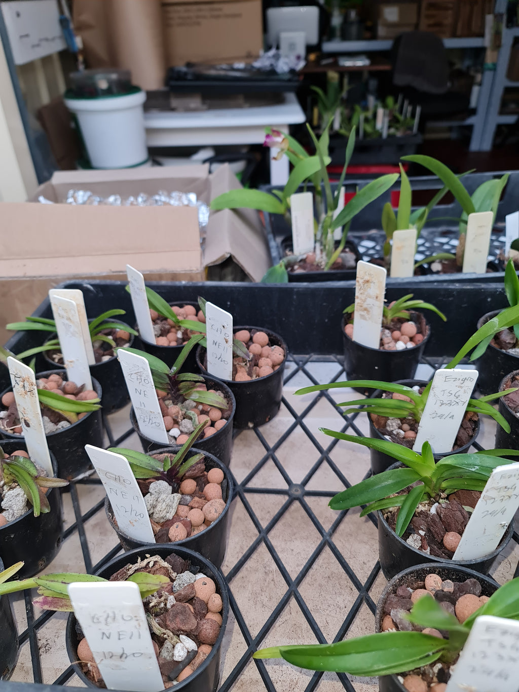 Vanda Moonlight Firefly (Fragrant)