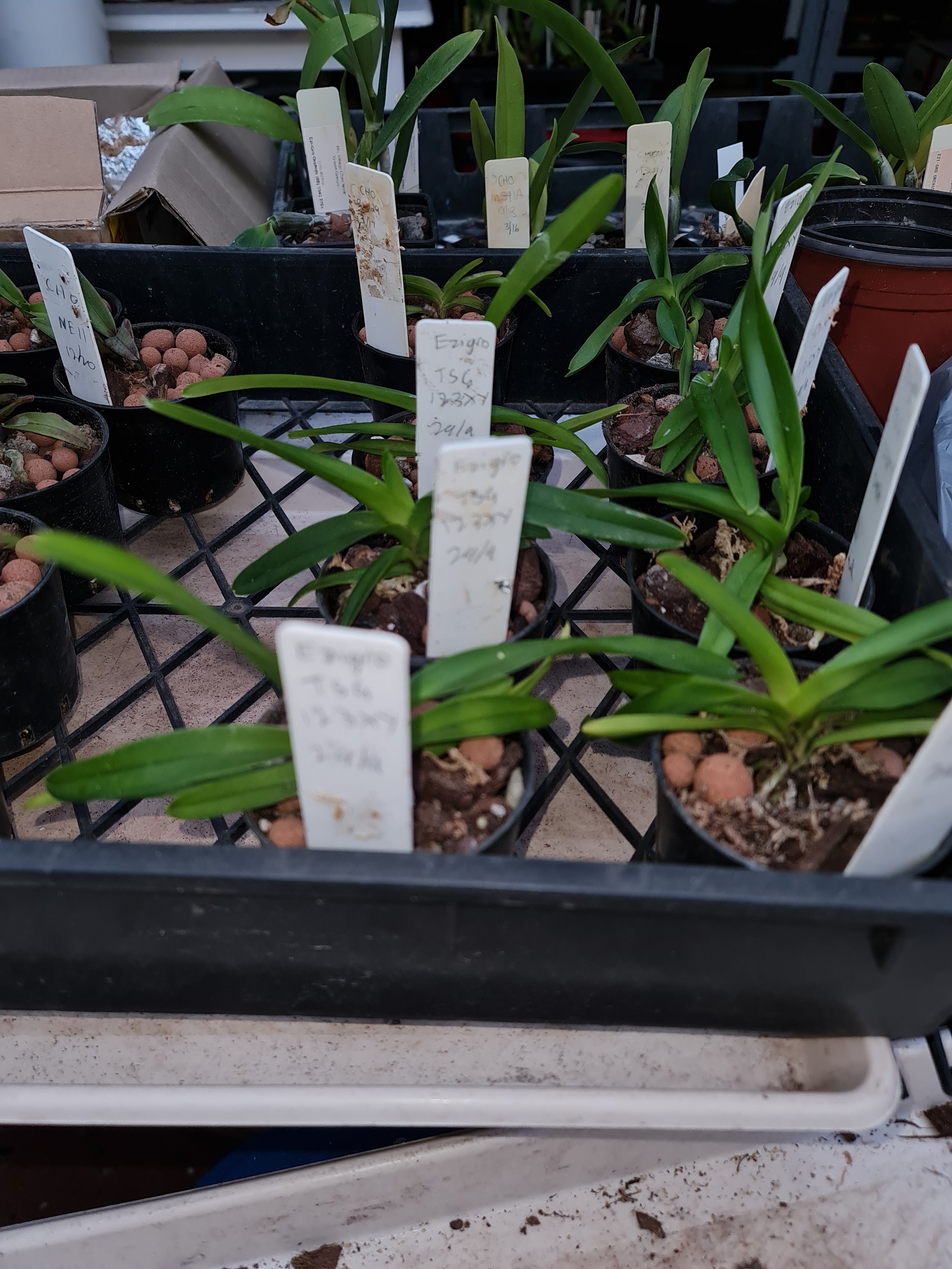 Vandachostylis Pinky 'Red' X Self  (Fragrant)