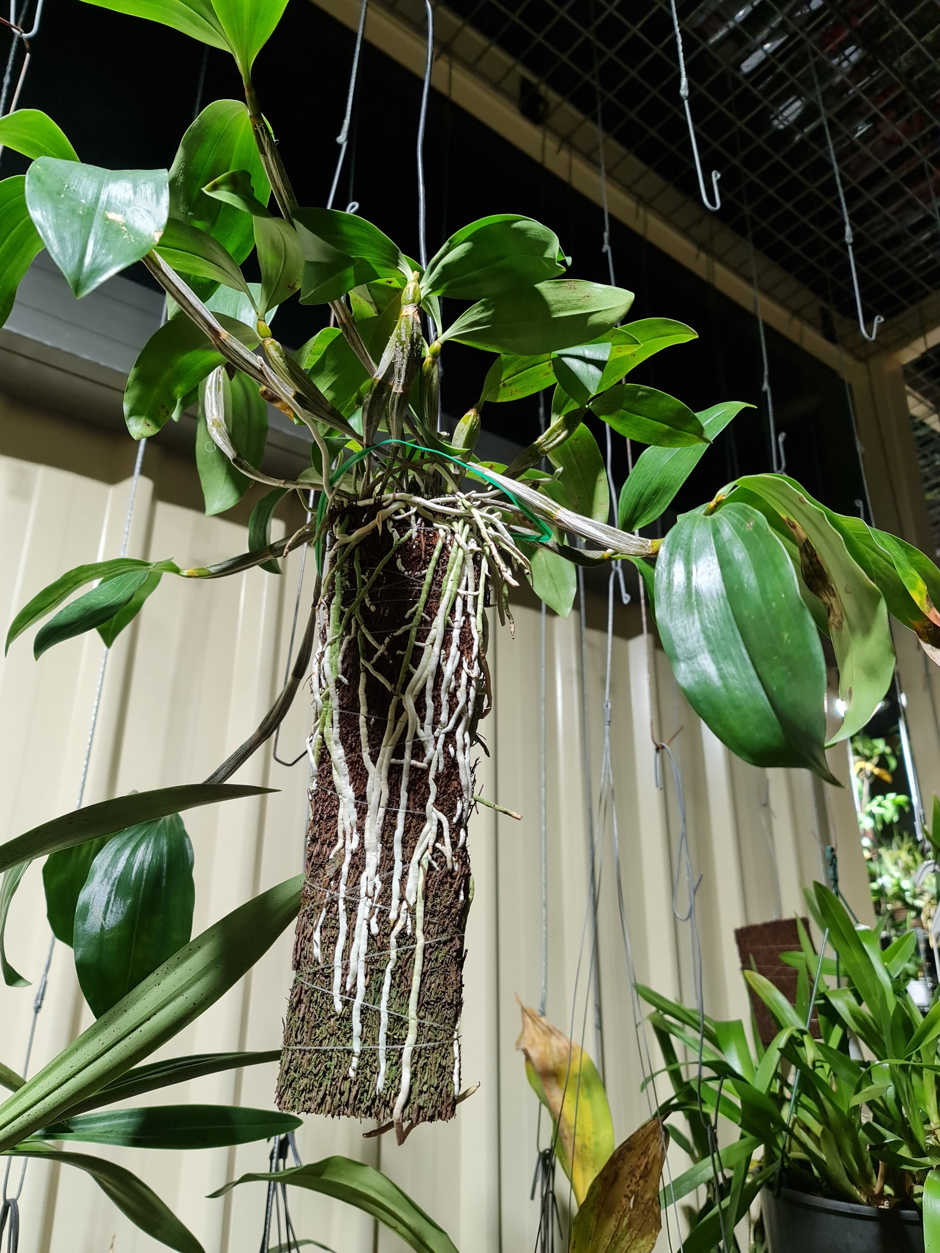 Fragrant Species Dendrobium Palpebrae Secondary image