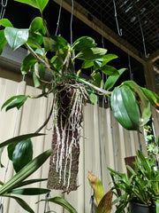 Fragrant Species Dendrobium Palpebrae