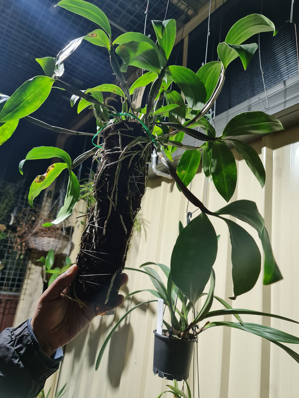 Fragrant Species Dendrobium Palpebrae