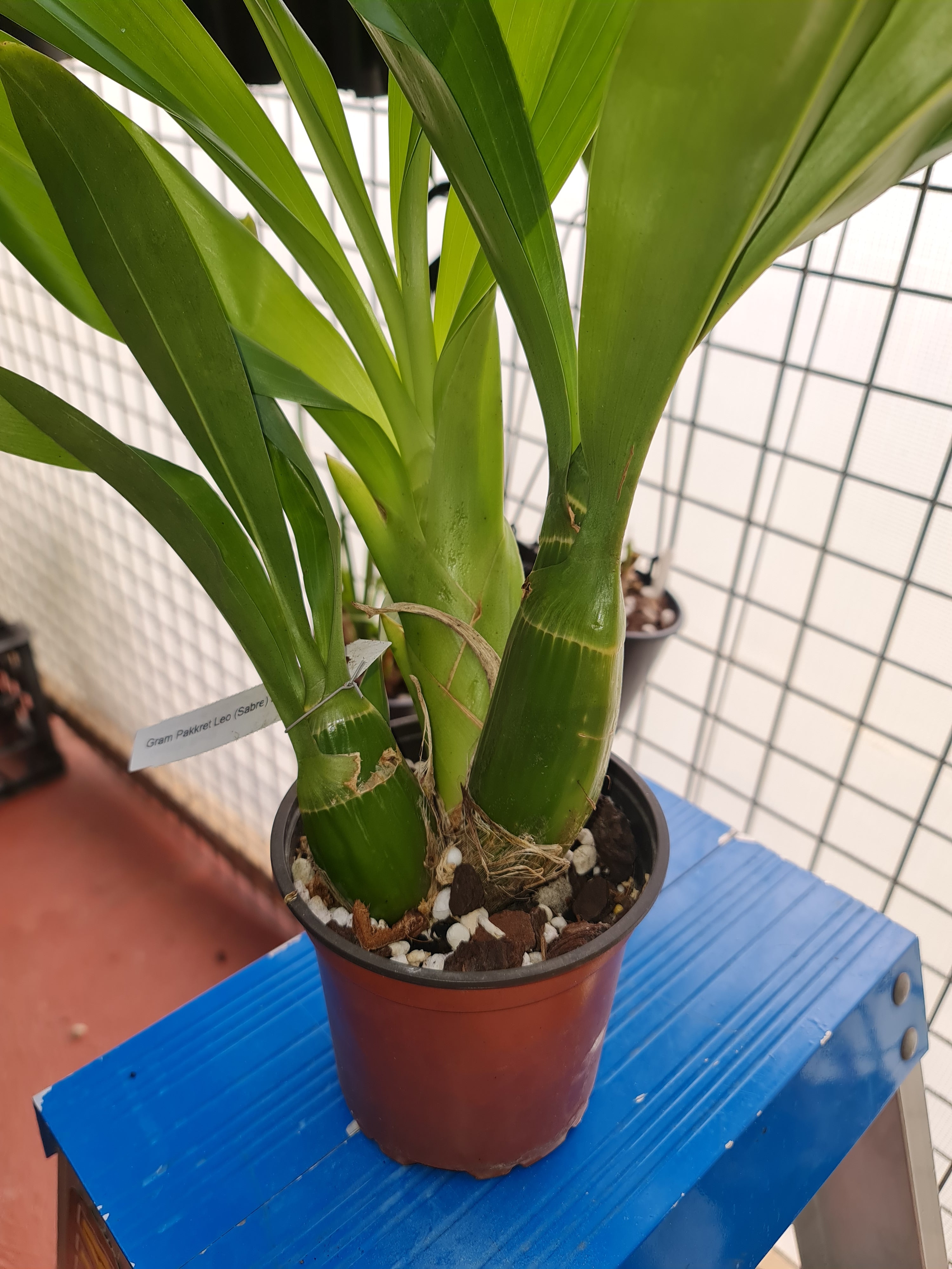 Grammatophyllum Pakkret Leo 'Sabre' Secondary image
