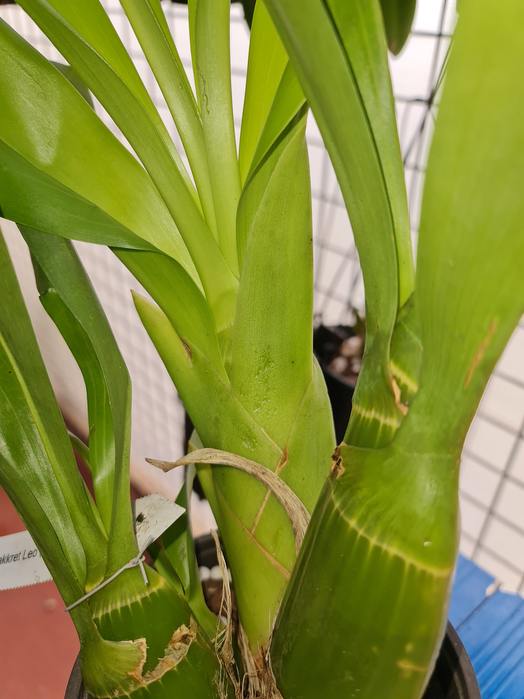 Grammatophyllum Pakkret Leo 'Sabre'