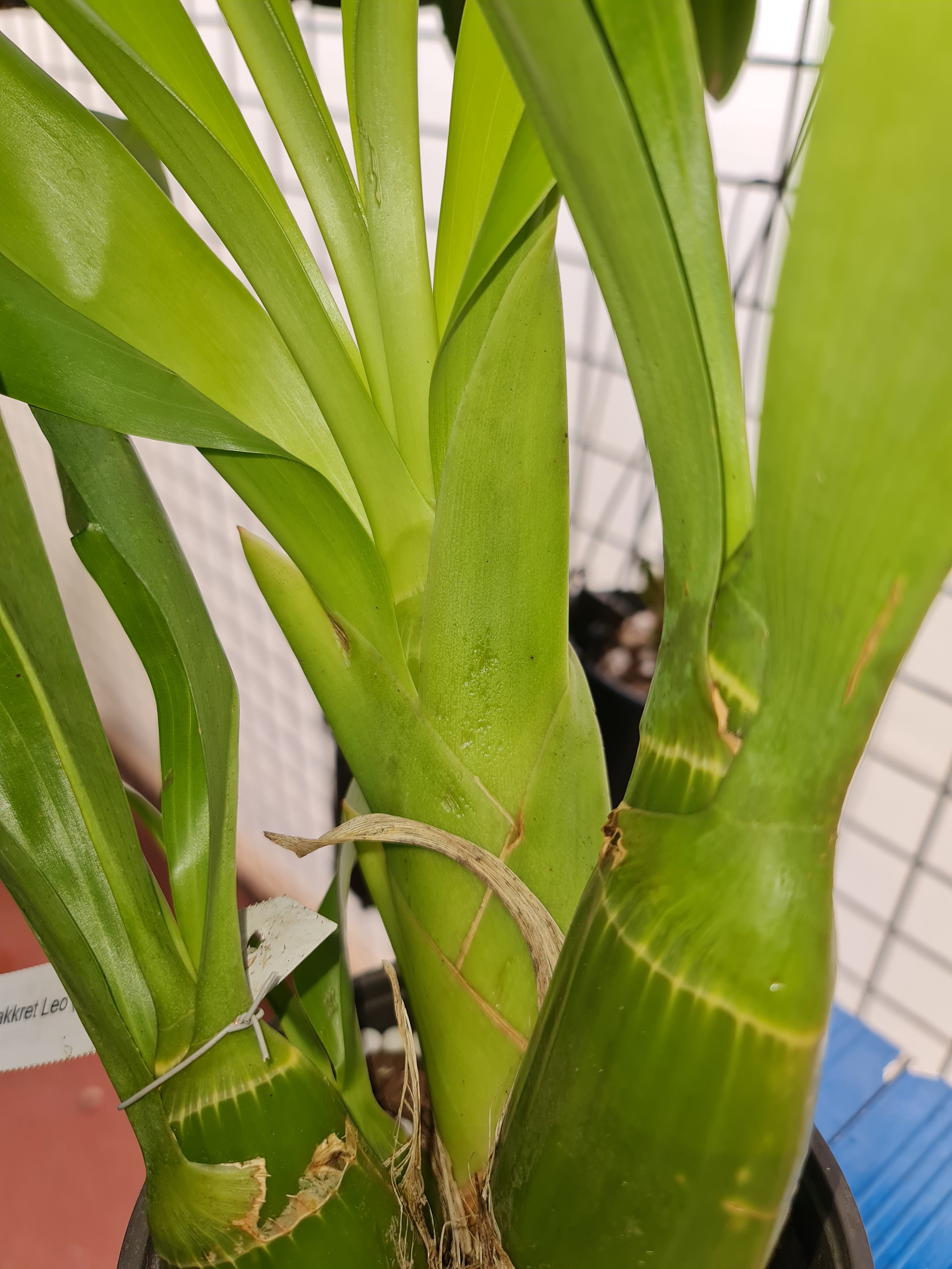 Grammatophyllum Pakkret Leo 'Sabre'