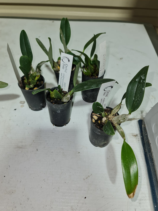 Fragrant Species Dendrobium Aggregatum /Lindleyi