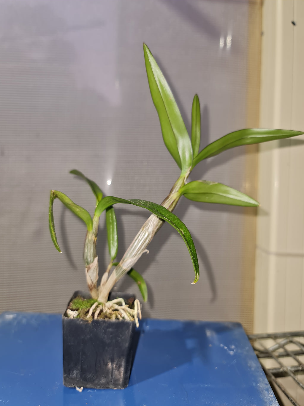 Vappodes Phalaenopsis ( Dendrobium Phalaenopsis)