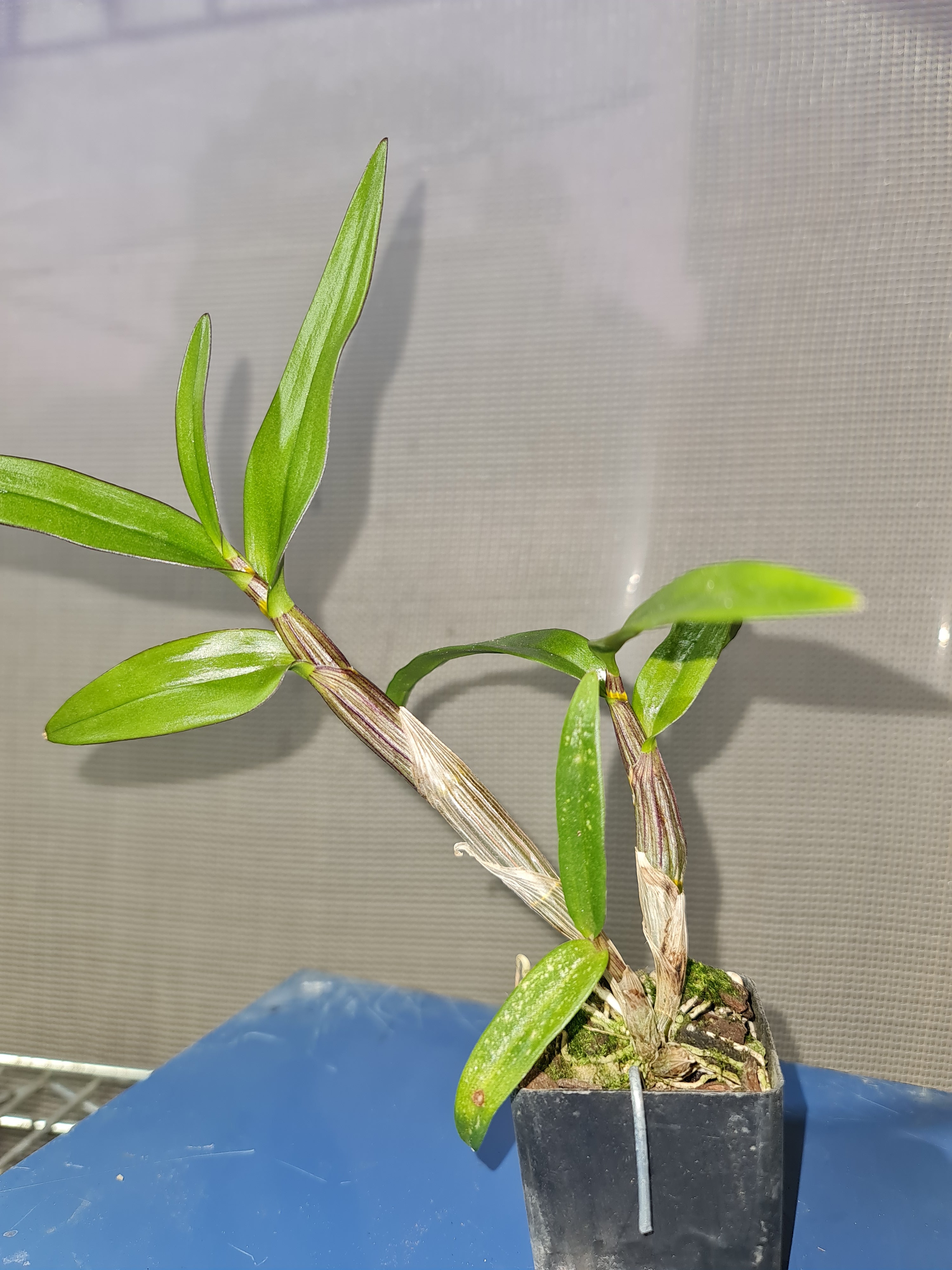 Vappodes Phalaenopsis ( Dendrobium Phalaenopsis)