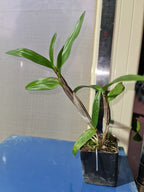Vappodes Phalaenopsis ( Dendrobium Phalaenopsis)