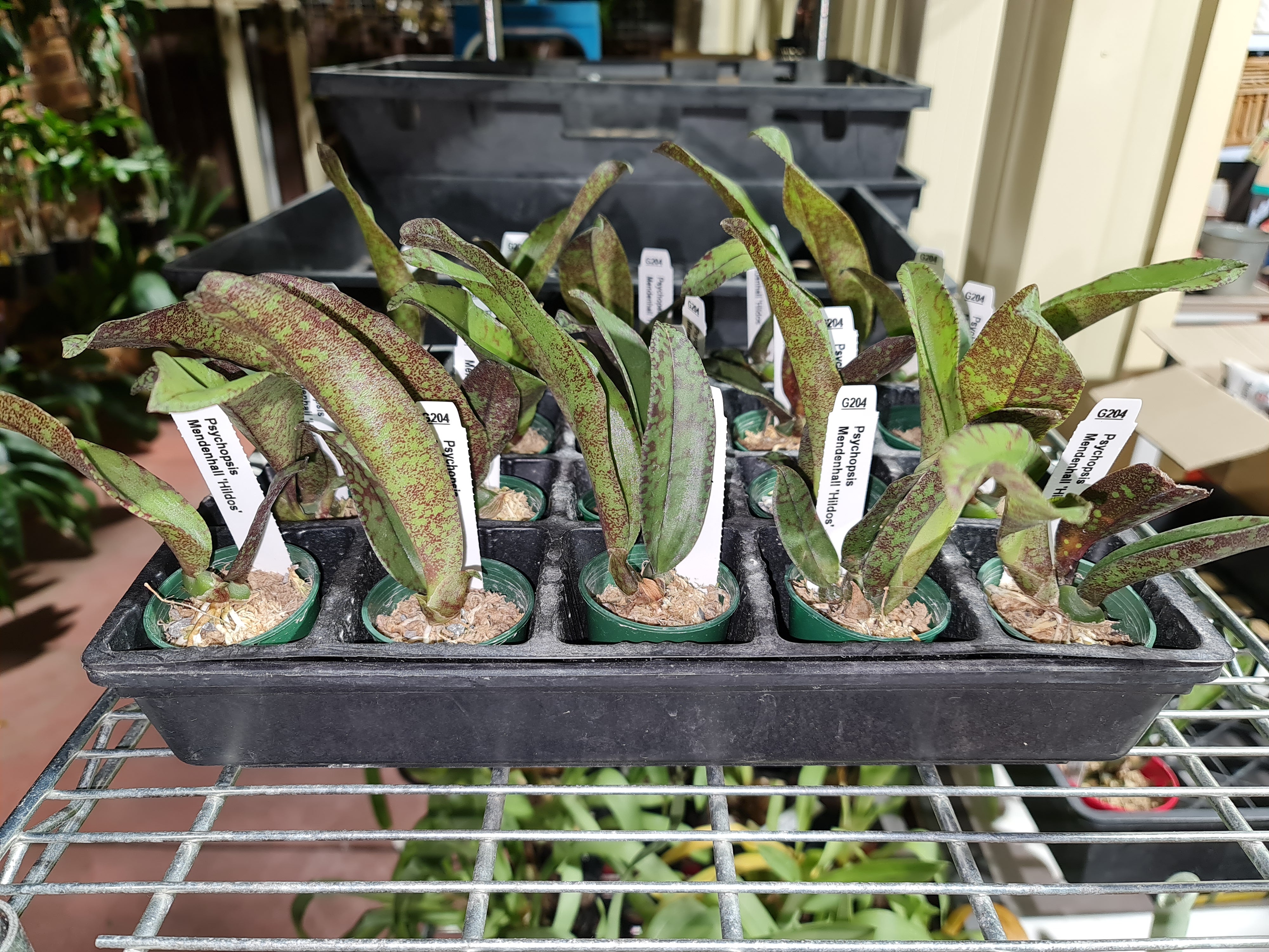 Psychopsis Mendenhall ‘Hildos’ ( Butterfly Orchid) Secondary image