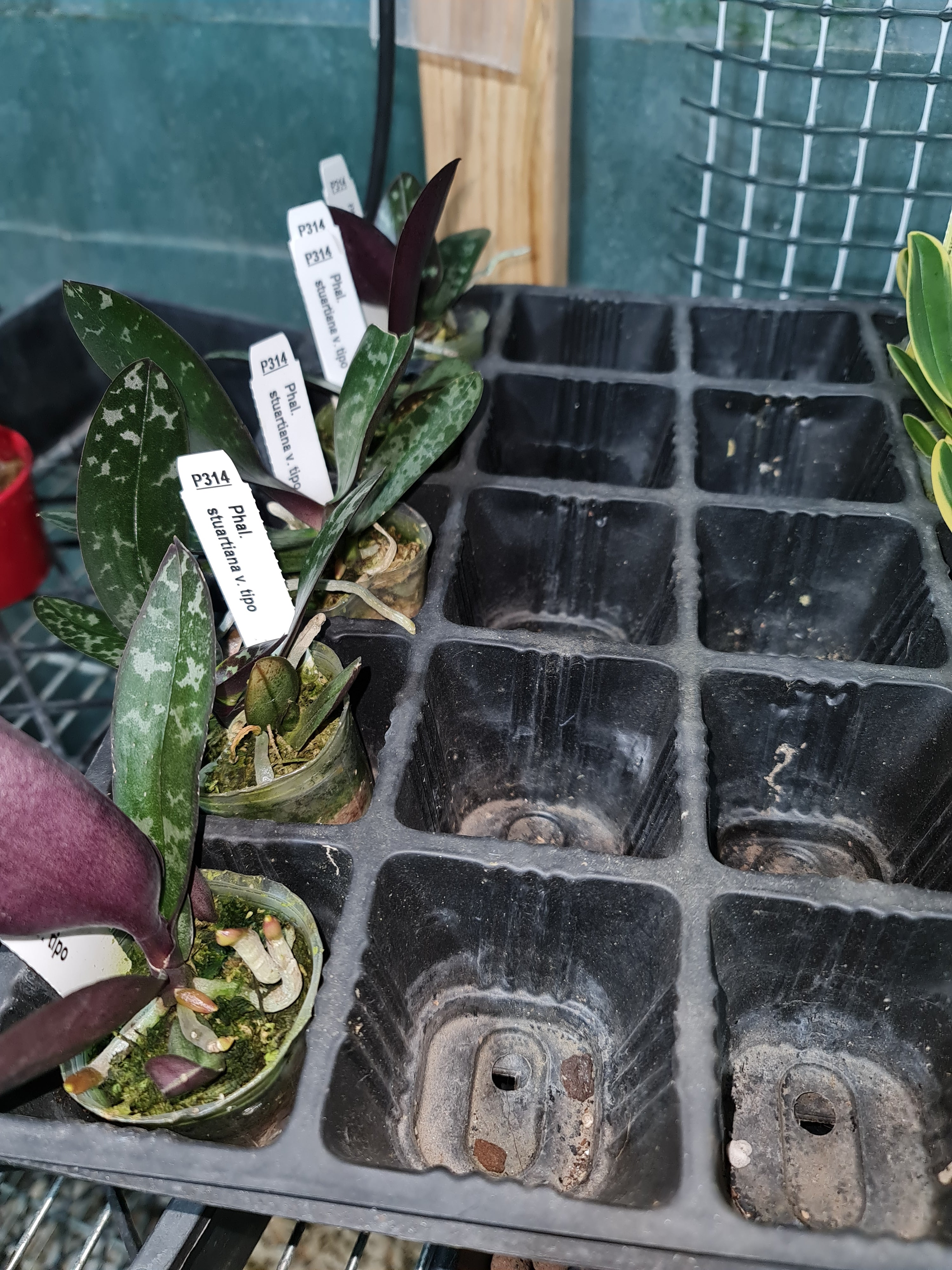 Phalaenopsis Stuartiana  V. Tipo ( Fragrant From Philippines)