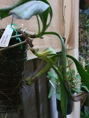 Species Angraecum Articulatum (Fragrant)