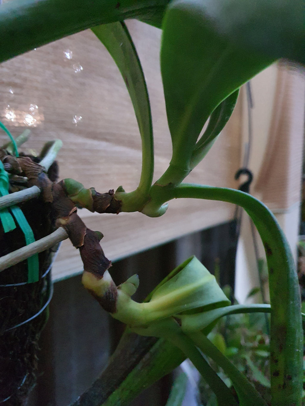Species Angraecum Articulatum (Fragrant)