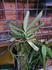 Species Angraecum Articulatum (Fragrant)