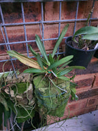 Species Angraecum Articulatum (Fragrant)