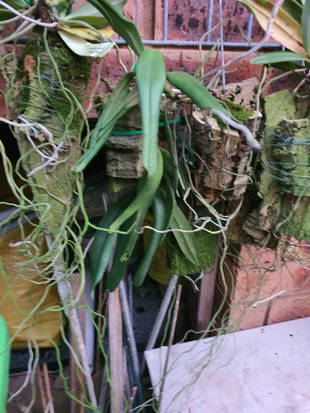 Species Angraecum Articulatum (Fragrant)