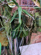 Species Angraecum Articulatum (Fragrant)